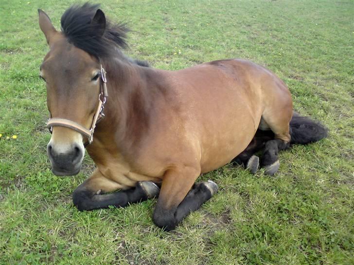 Anden særlig race Shirinja billede 2