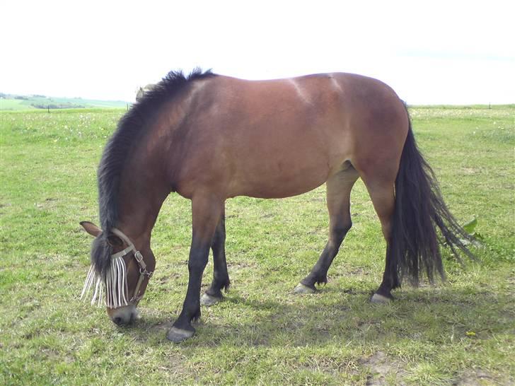 Anden særlig race Shirinja billede 3