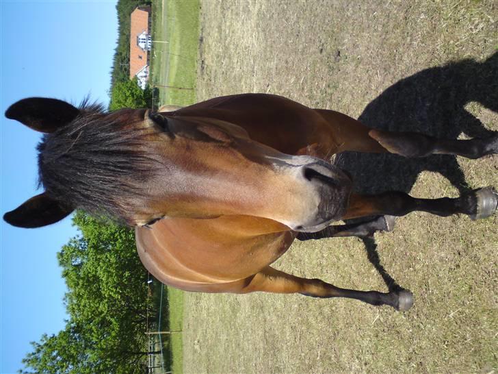 Anden særlig race Shirinja billede 4