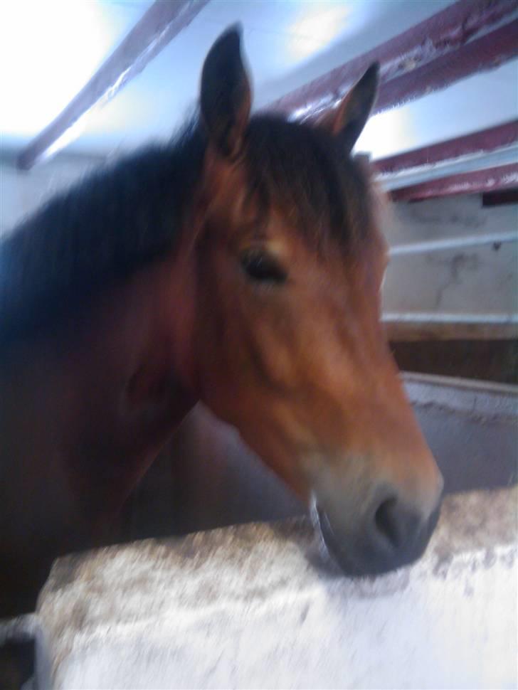 Anden særlig race Shirinja billede 5