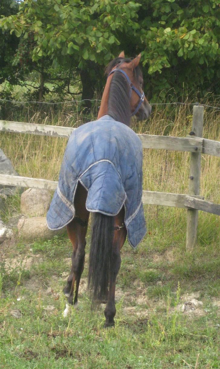 Traver Nitro Crown  - smuksakken :´) <3 billede 19