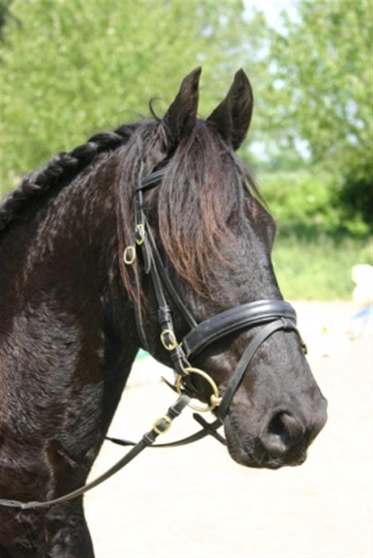 Frieser Dexter af Bjørnskov billede 20