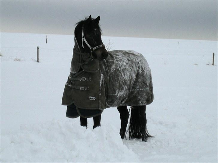 New Forest Mandy - Mandy i sneen 2010 billede 10