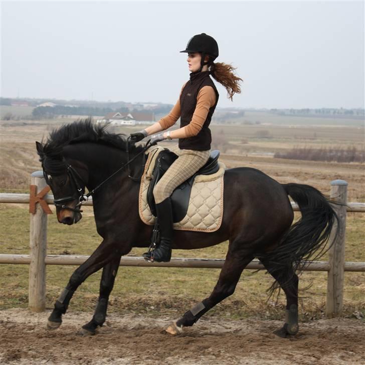 New Forest Mandy - Marts 2010, Fotografen Line Bjerre billede 13