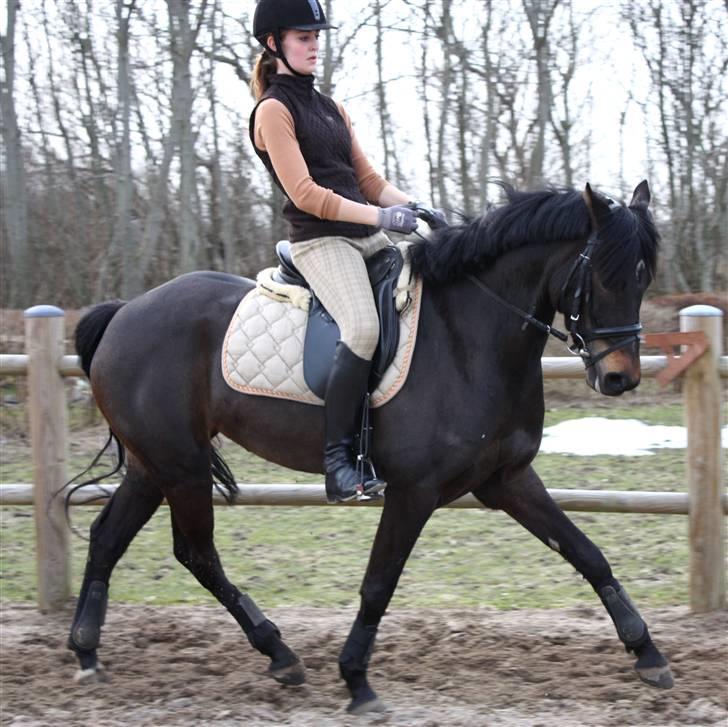 New Forest Mandy billede 16