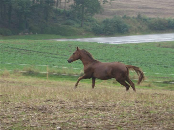 Knabstrupper Robino Heden *solgt* billede 3