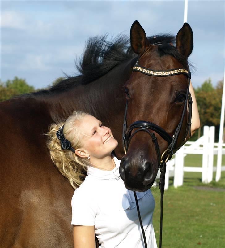 Trakehner Indoro - Velkommen billede 1