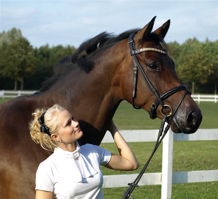 Trakehner Indoro - Modelbillede til Skærlund. billede 2