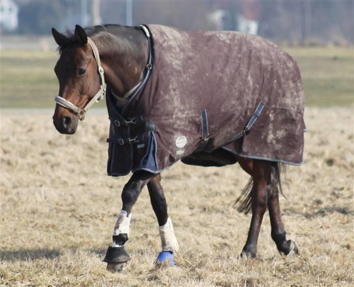 Trakehner Indoro - Mudderbasse :o) billede 5