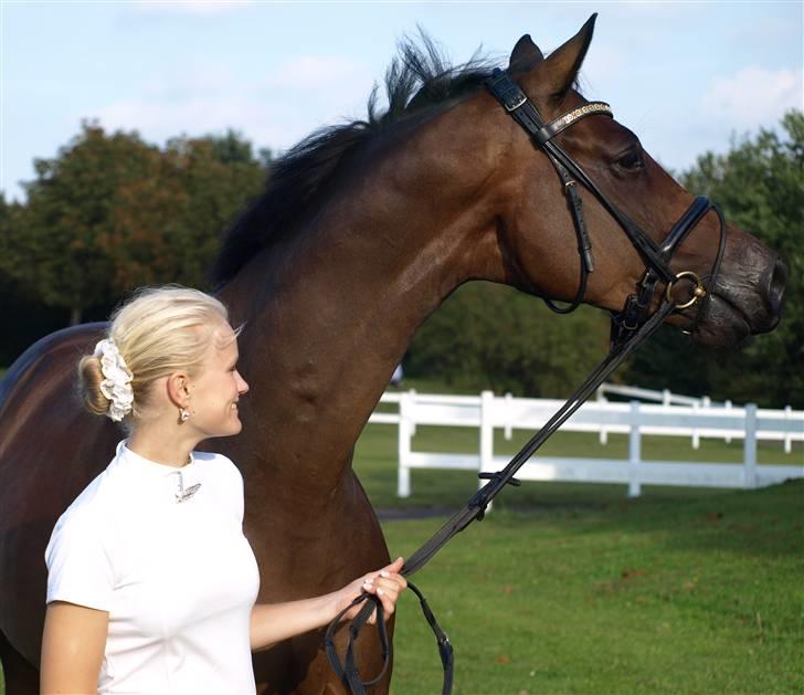 Trakehner Indoro - Modelbillede til Skærlund billede 7