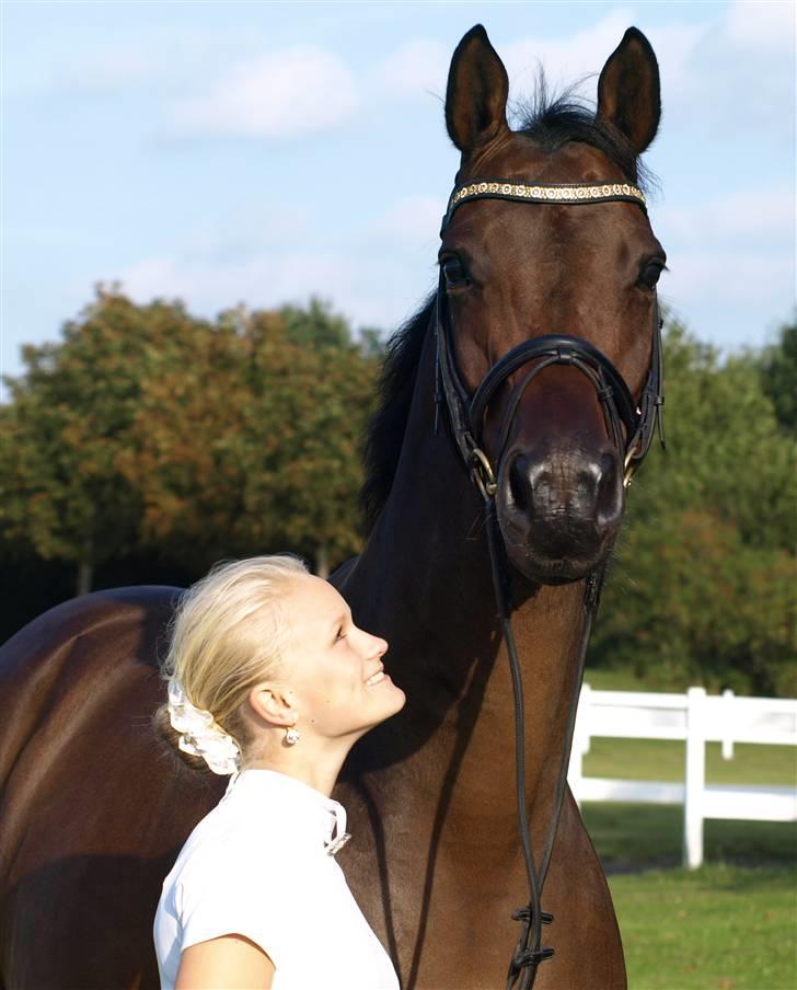 Trakehner Indoro - Modelbillede til Skærlund billede 8