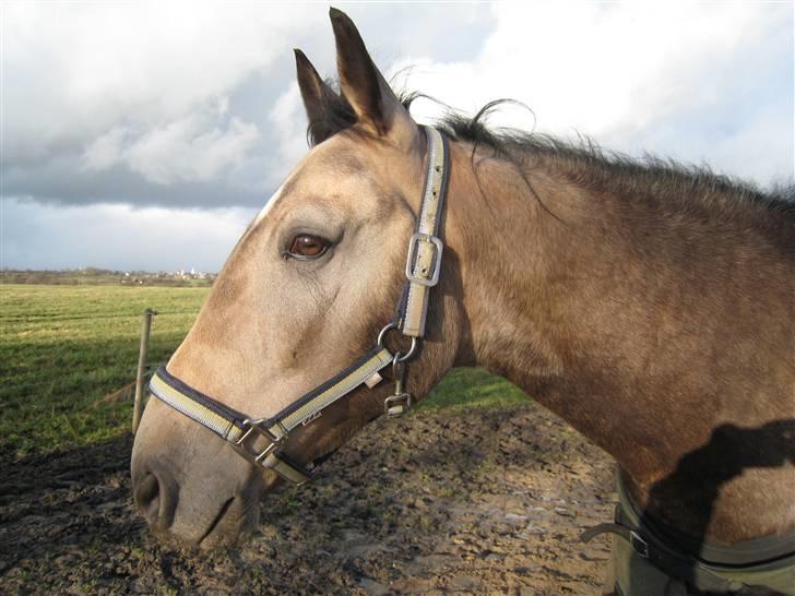 Anden særlig race Dundee billede 1