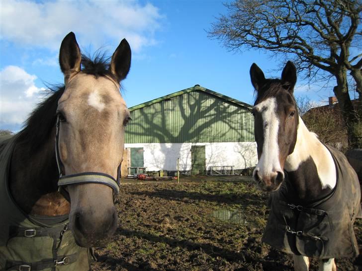 Anden særlig race Dundee billede 2