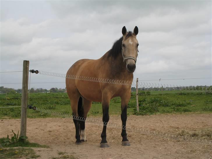 Anden særlig race Dundee billede 3