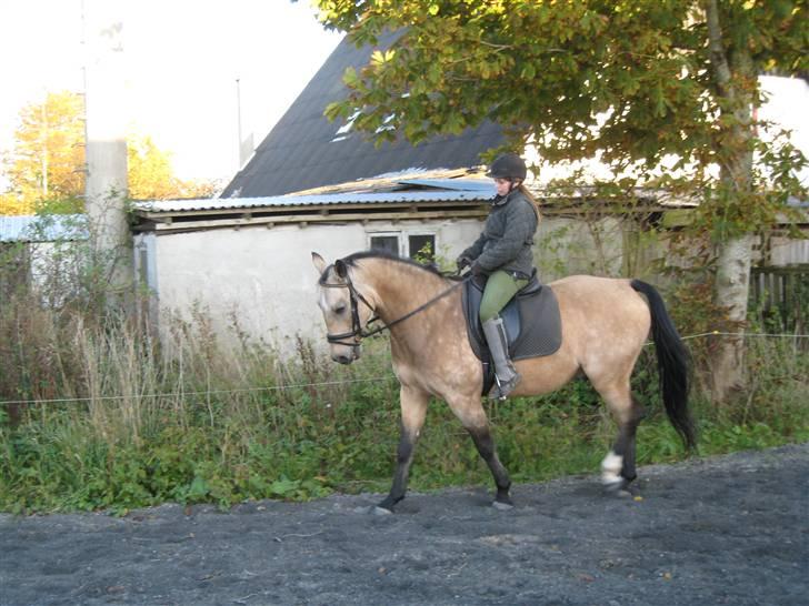 Anden særlig race Dundee billede 4