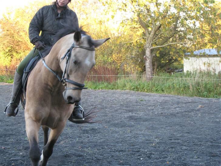 Anden særlig race Dundee billede 5