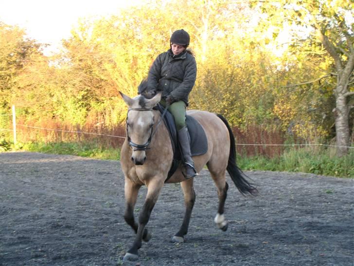 Anden særlig race Dundee billede 6