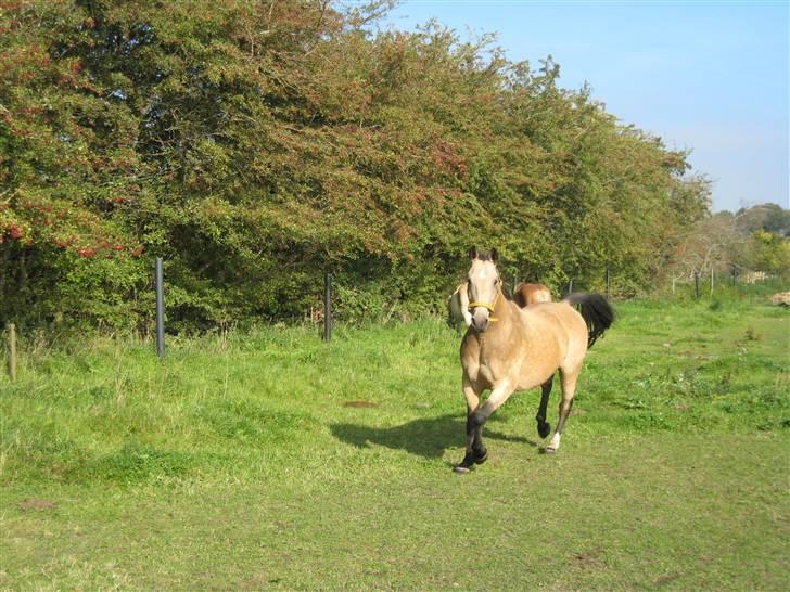 Anden særlig race Dundee billede 7