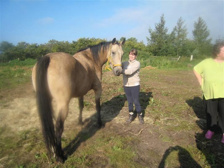 Anden særlig race Dundee billede 8