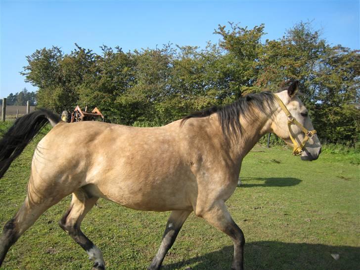 Anden særlig race Dundee billede 9
