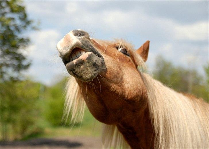 Haflinger Prins Hans - | 15 | Er dit liv er fyldt med kærlighed, betyder det intet at din dag er op ad bakke, for da kan du bestige selv det allerstørste bjerg. Foto: Mig billede 15