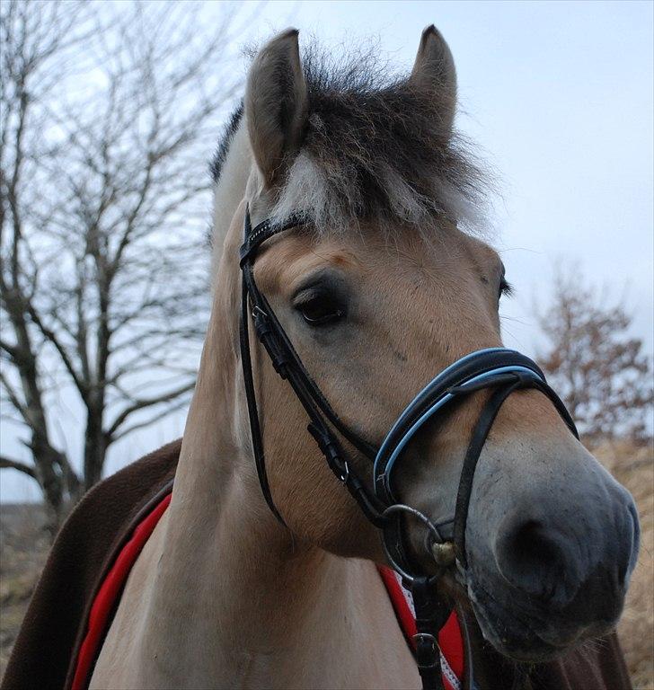 Fjordhest Trolle.<3 - *NYT*.. Flotte Bolle I:, Min allerbedsteste ven!:* .... Foto: Mie. :D billede 1