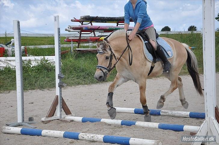 Fjordhest Trolle.<3 - Traver over bumme, anden gang jeg springer ham "rigtigt"... Foto: Ida :D´ billede 2