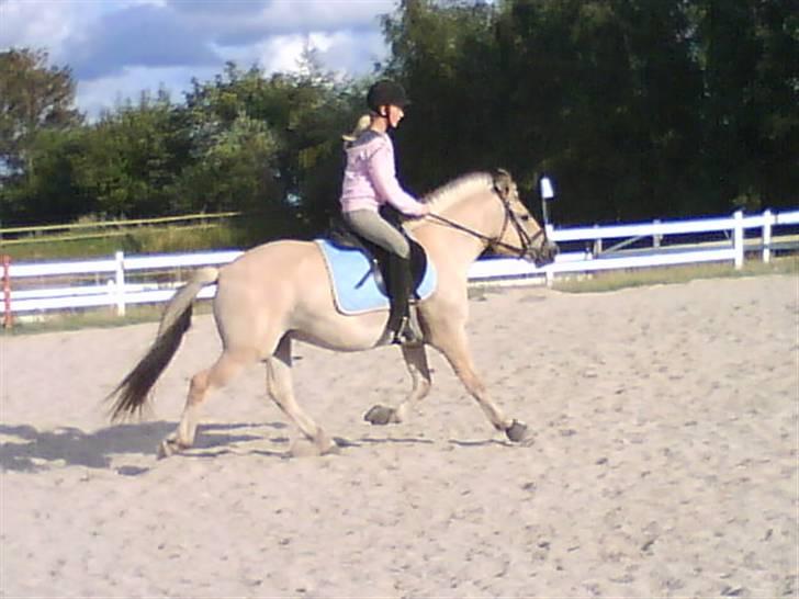 Fjordhest Trolle.<3 - Fra det her..... ( Foto: Mie) billede 3