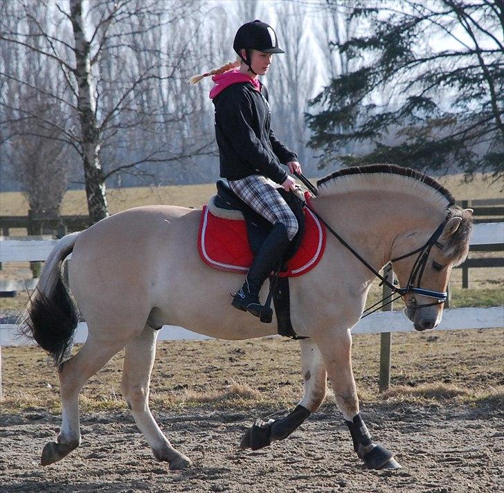 Fjordhest Trolle.<3 - *NYT*... Til det her... (Foto: Mie) billede 4