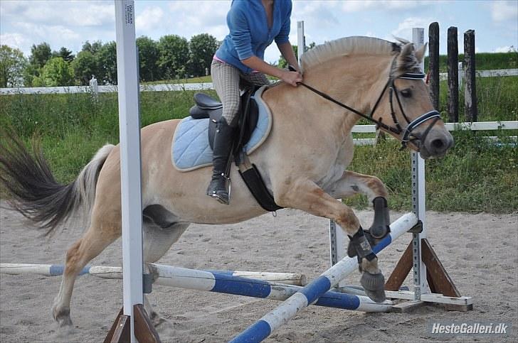 Fjordhest Trolle.<3 - Hopper! for en gangs skyld.. Foto: Ida :D´ billede 5
