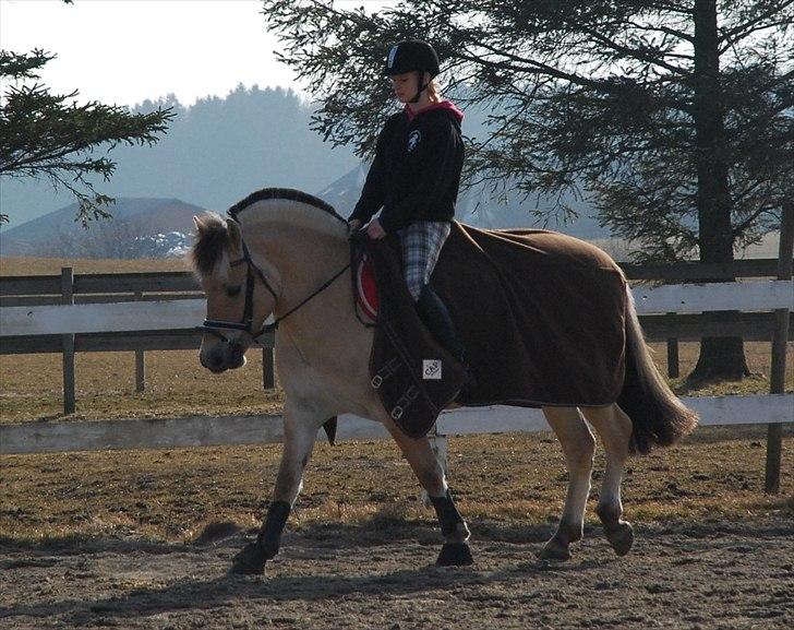 Fjordhest Trolle.<3 - *NYT* Skridter varm I: ... Foto: Mie :D billede 6