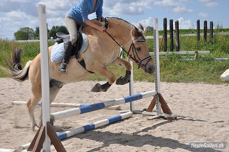 Fjordhest Trolle.<3 - Han er bare så dejliig!... Foto: Ida :D´ billede 7