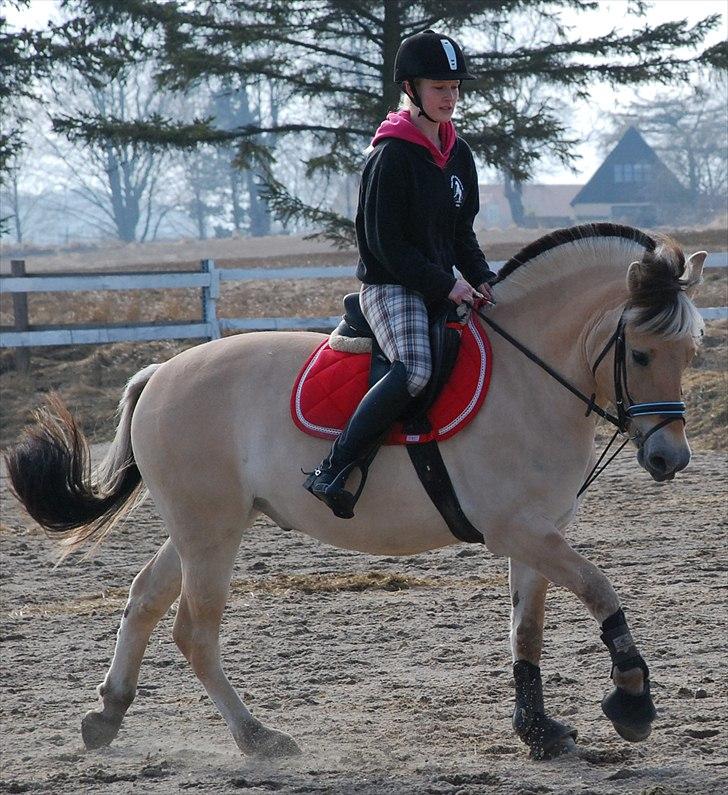 Fjordhest Trolle.<3 - *NYT* Dejlige bolle, jeg elsker dig I: ... Foto: Mie :D billede 8