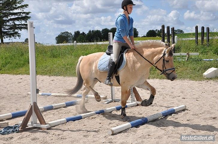 Fjordhest Trolle.<3 - Nurgh..... Foto: Ida :D´ billede 9