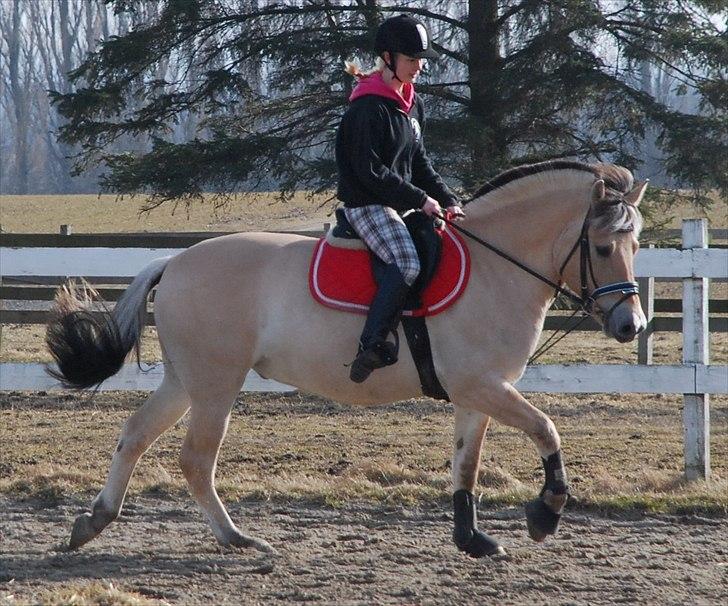 Fjordhest Trolle.<3 - *NYT* Galop I: ..... Foto: Mie :D billede 10