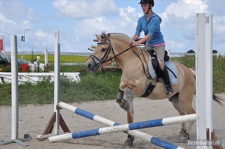 Fjordhest Trolle.<3 - Han er kun 4år, og er i gang med at blive indsprunget... Foto: Ida :D´ billede 11
