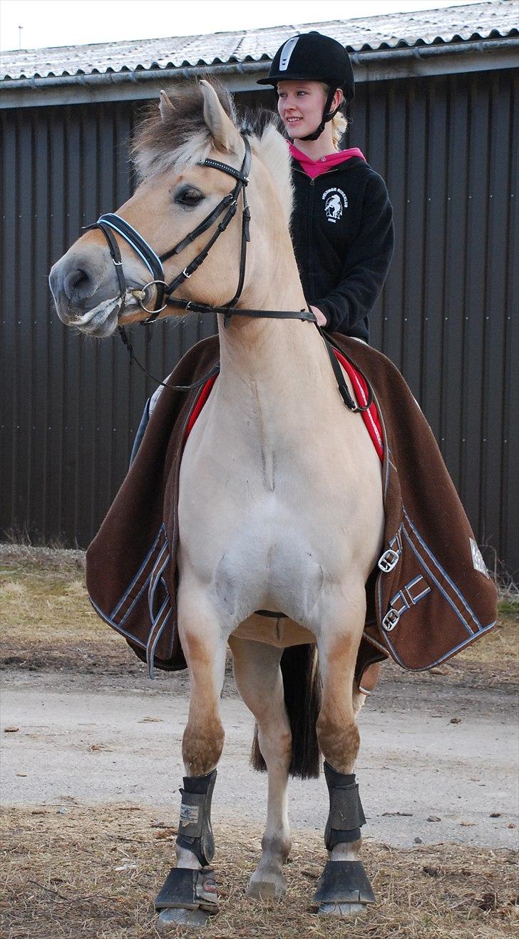 Fjordhest Trolle.<3 - *NYT* Perfekte pony :* Foto: Mie! :D billede 12