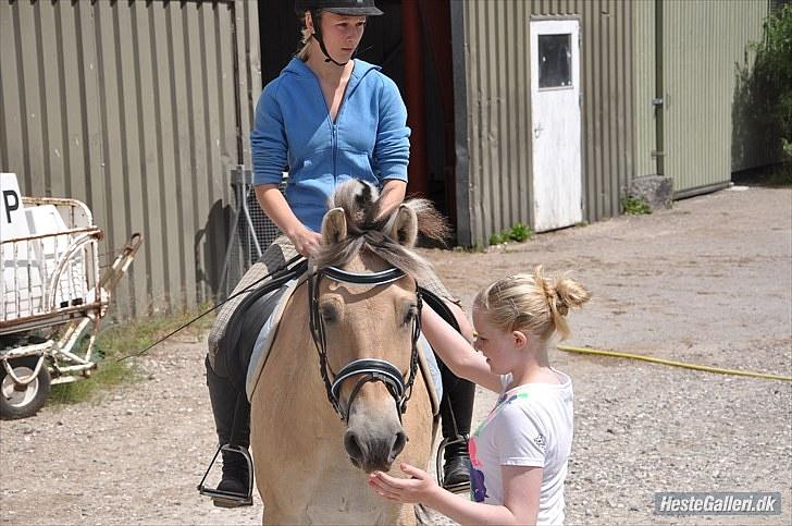 Fjordhest Trolle.<3 - Mig, bolle & verdens´aller´bedste´veninde :D -elsker dem!... Foto: Ida :D´ billede 13