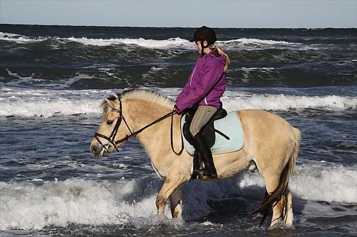 Fjordhest Trolle.<3 - På stranden med en masse andre tøser, fra efterårsridelejren :D´... Foto: Jette ;D billede 14