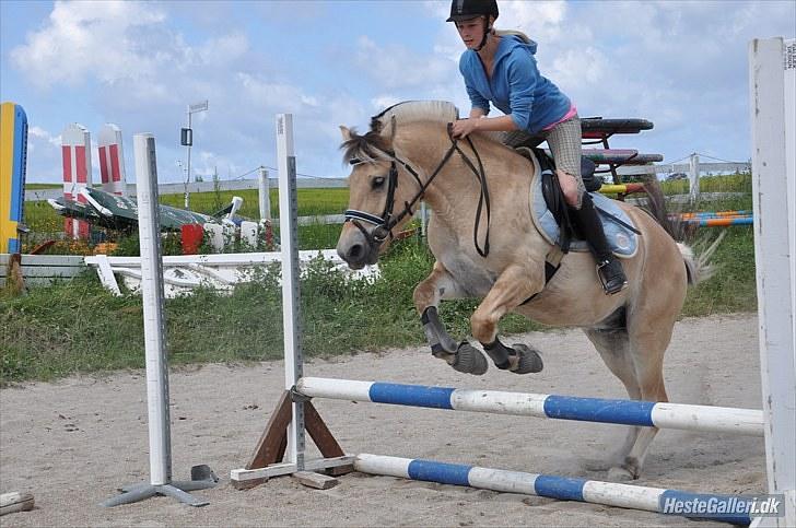Fjordhest Trolle.<3 - Sporty´fjordbolle :D... Foto: Ida :D´ billede 15