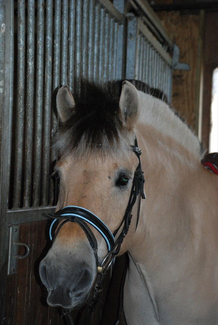 Fjordhest Trolle.<3 - *NYT* Bolle inde i stalden, efter jeg havde redet ham.. Foto: Mie :D billede 16