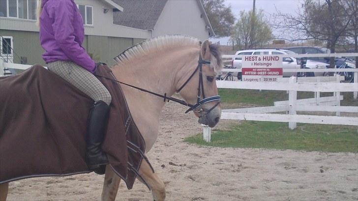 Fjordhest Trolle.<3 - Skridter varm.. Foto: sofie<33 billede 17