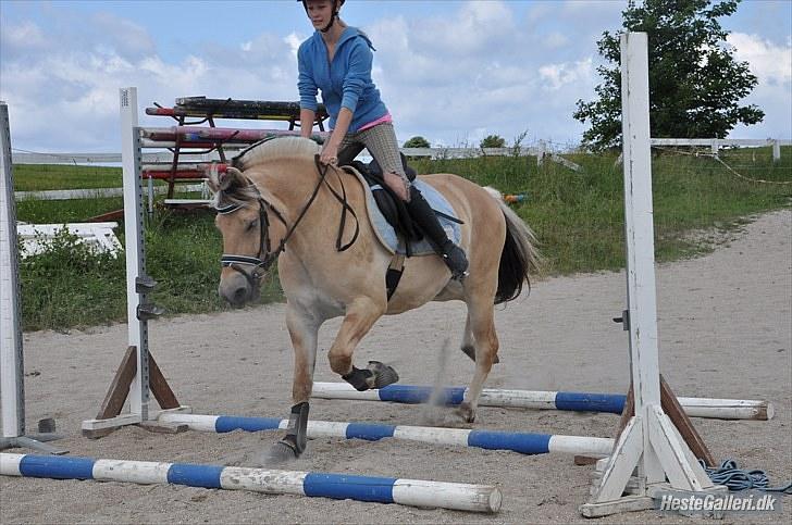 Fjordhest Trolle.<3 - Traver over bomme (:.. Foto: Ida :D´ billede 18