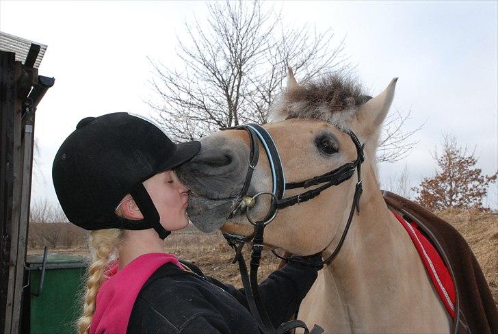 Fjordhest Trolle.<3 - *NYT* Et billed siger mere end 1000 ord! -jeg elsker dig ubeskriveligt bolle! I: Foto: Mie :D billede 19