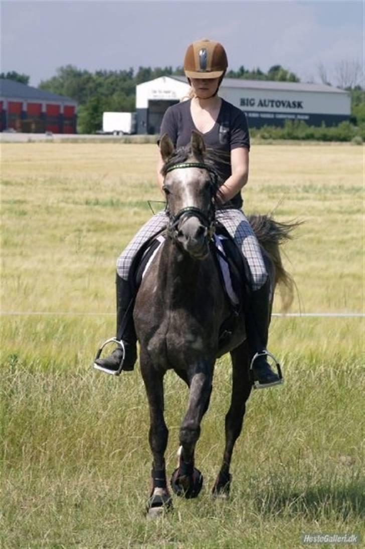 Arabisk fuldblod (OX) Cassie ox billede 12