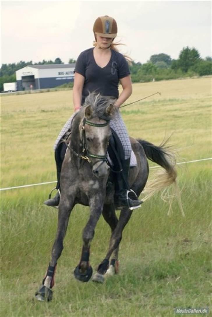 Arabisk fuldblod (OX) Cassie ox billede 10