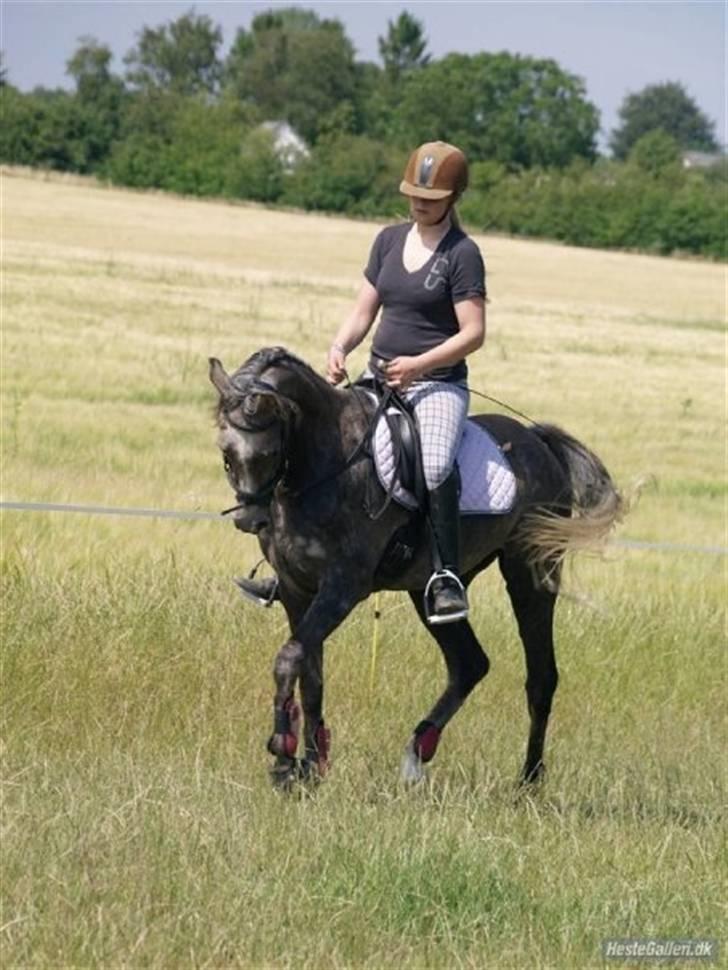 Arabisk fuldblod (OX) Cassie ox billede 13