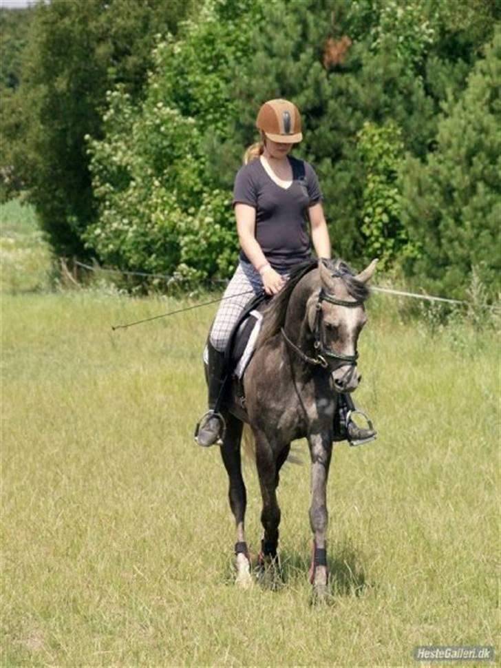 Arabisk fuldblod (OX) Cassie ox billede 14