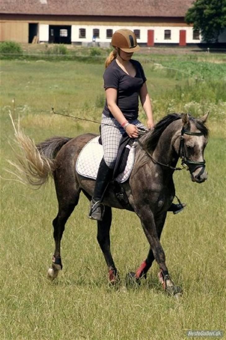 Arabisk fuldblod (OX) Cassie ox billede 15