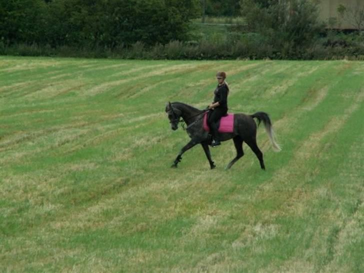 Arabisk fuldblod (OX) Cassie ox billede 16